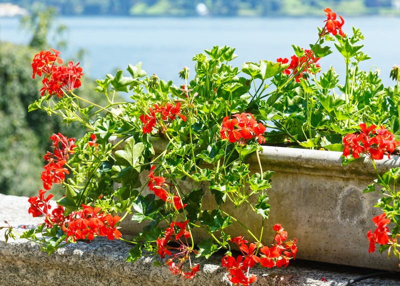 pelargonia na słonecznym balkonie czerwona pelargonia w doniczce na balkonie