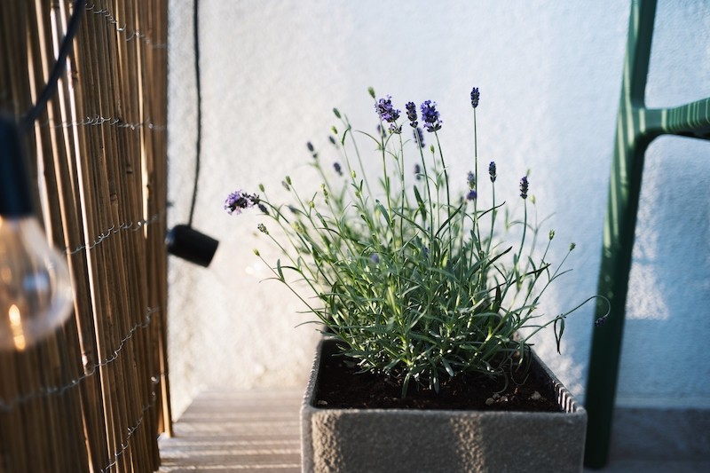 jakie rośliny na balkon dobrze znoszą słońce jakie rośliny na balkon wybrać na słoneczne stanowisko