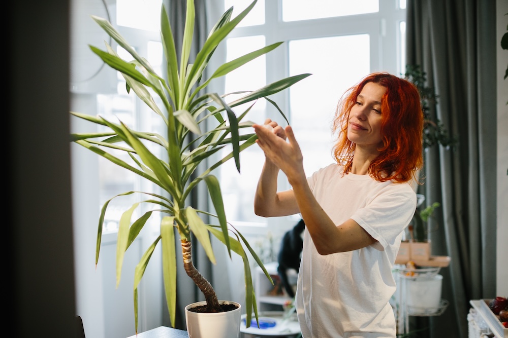 niewymagające kwiaty do salonu - dracena w doniczce niewymagające kwiaty do salonu - wysoka dracena