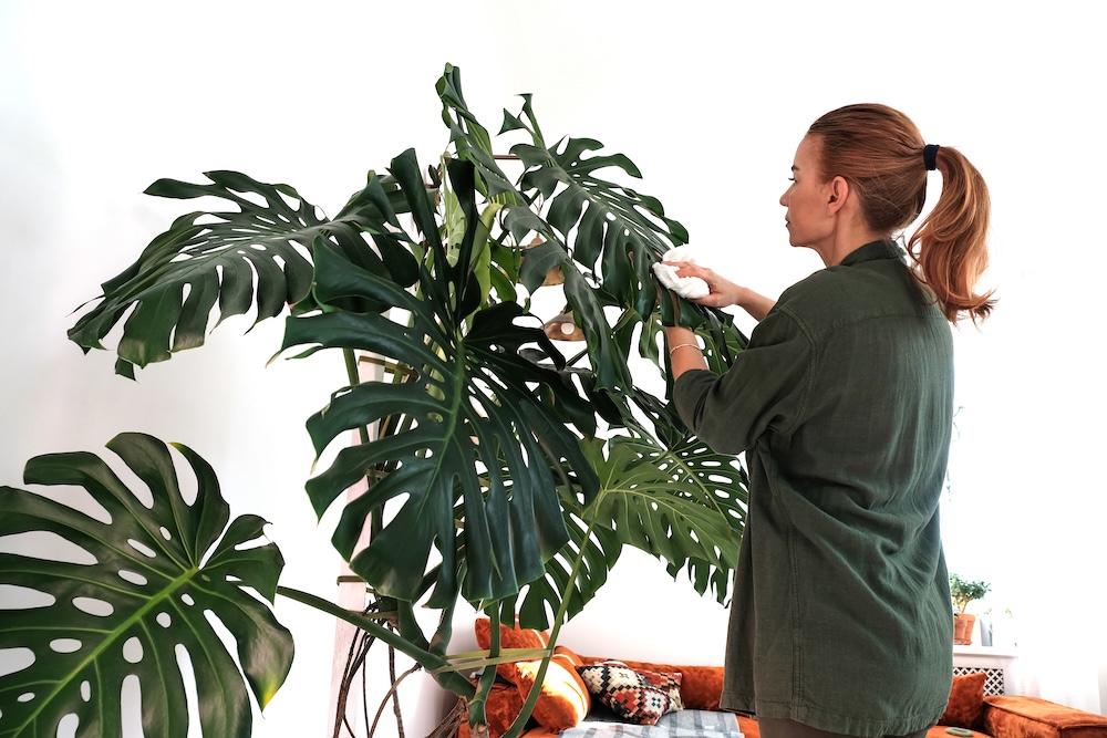 niewymagające kwiaty do salonu - duża monstera niewymagające kwiaty do salonu - monstera
