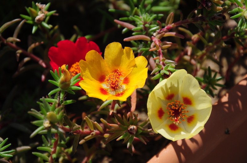 portulaka do słonecznych miejsc portulaka wielkokwiatowa z kolorowymi kwiatami